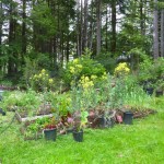Overgrown Garden