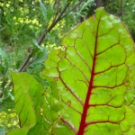 Chard