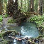 Roots of huge fallen redwood tree