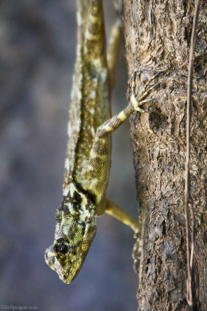 Poisonous Gecko on tree in Amazon jungle, near Iquitos, Peru Poisonous Gecko on tree in Amazon jungle, near Iquitos, Peru