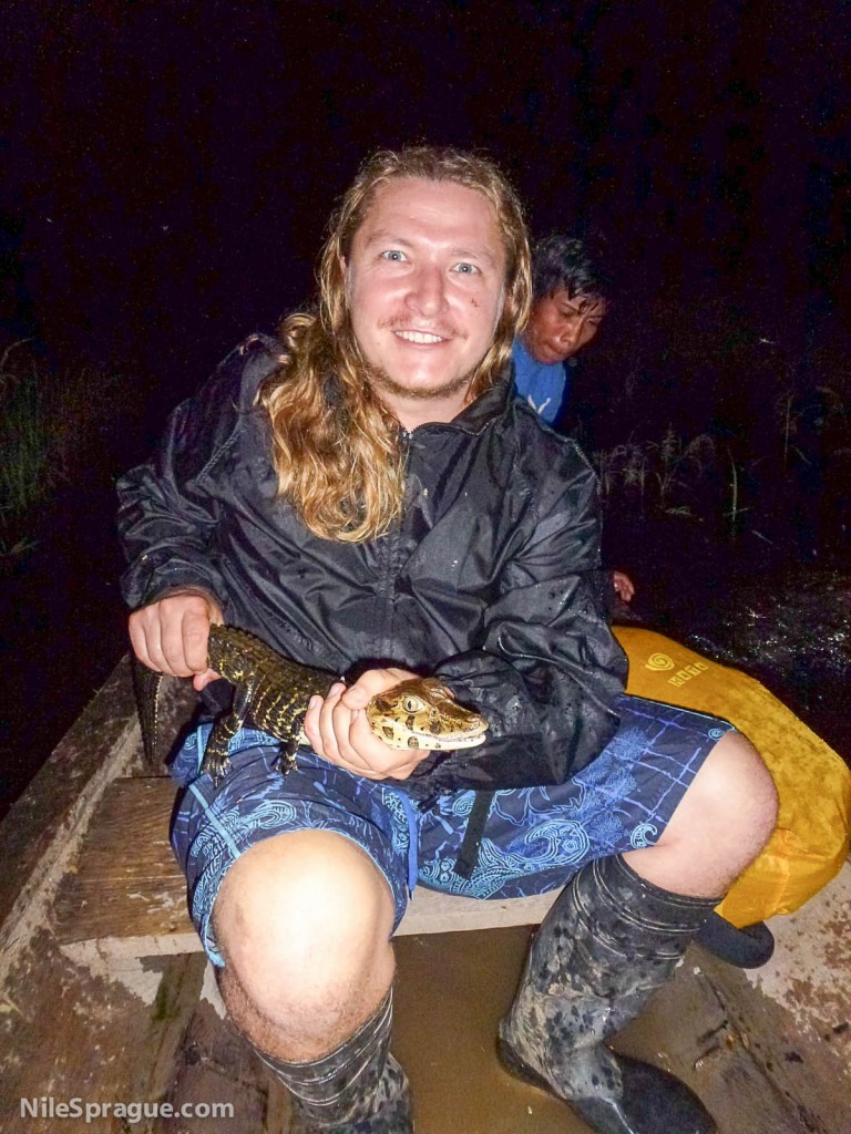 Nile holding caiman, Amazon jungle near Iquitos, Peru Nile holding caiman, Amazon jungle near Iquitos, Peru